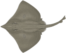 Pochetaux gris et noir