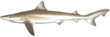 Requin Hâ