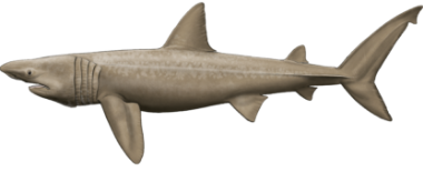 Requin pèlerin