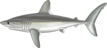 Requin taupe